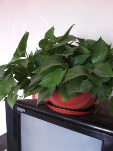 室内养花，土壤选择大揭秘！