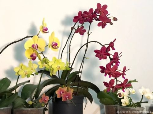 蝴蝶兰通常在什么季节开花？它的花期有多长