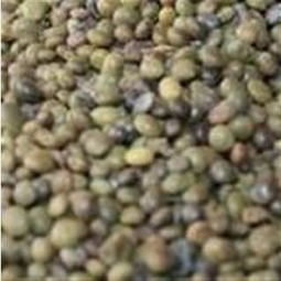 中药材车钱籽，产地直购的奥秘