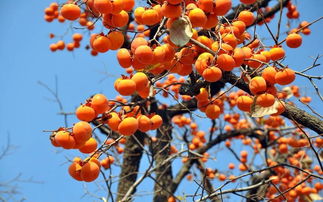 柿叶螨不是问题，阿维菌素来搞定！