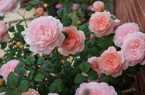 月季的招虫特点