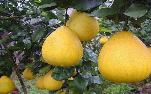 申报补贴， 有几个坑要绕过去