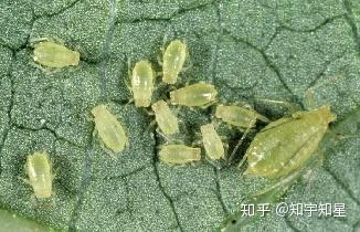 杀虫剂的毒性解析