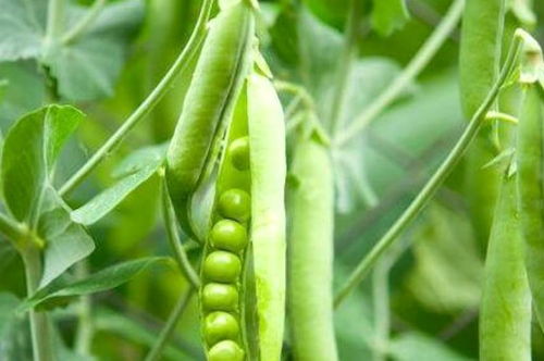 冬播豌豆种植技术亟待改进，以提高产量和品质