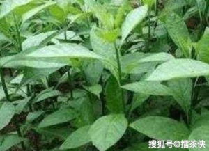 水草烂根怎么办？掌握正确养草之道