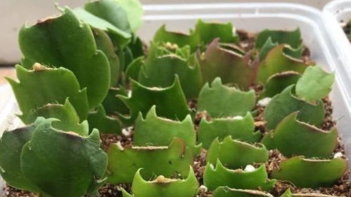 三种常见植物， 各有特色