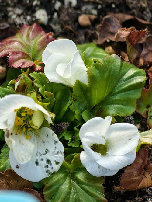 植物花卉图片， 光影斑驳
