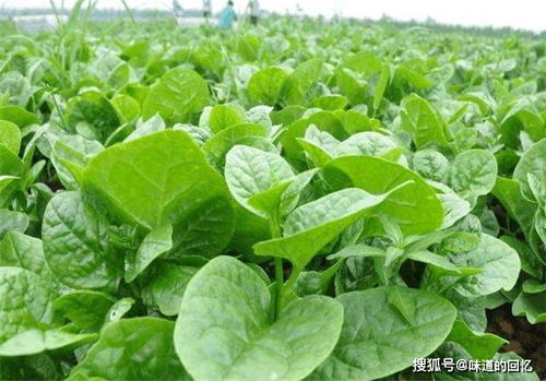 六、 木耳菜，热带风情的“绿油油”