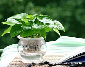 绿萝的翠绿外表与顽强生命力的秘密