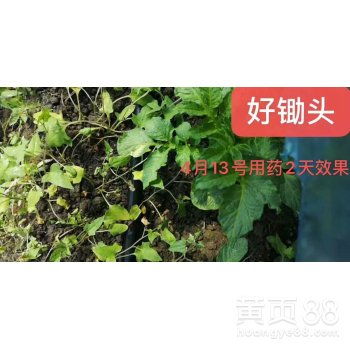 辣椒种植，锄头与除草剂，你选哪个？