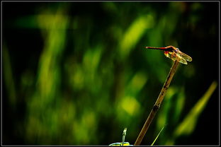 紫藤花：跨越国界的美丽使者
