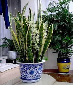 水培虎皮兰如何调整光照和营养液，使其生长更旺盛且健康