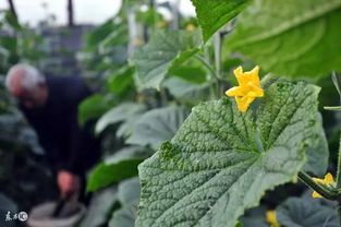 1. 芸薹素内酯：种子发芽的“小助手”