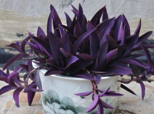 紫竹梅的寓意与象征