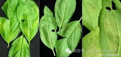 潺菜常见病害包括软腐病、霜霉病等