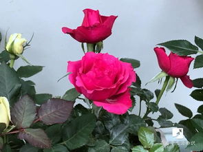 木槿花的养殖方法