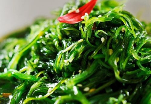 海菜种类繁多，你见过这种像羽毛的海菜吗