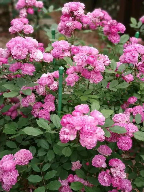 一串葡萄， 花量花型顾名思义