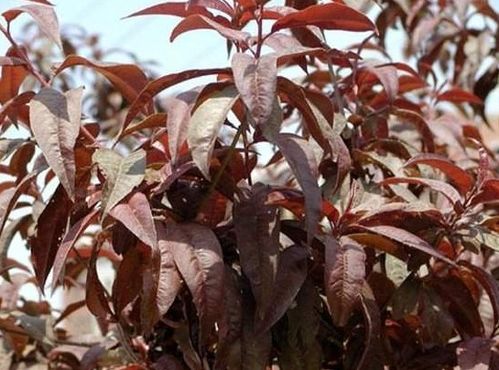 外观区别，一眼就Nengkan出来