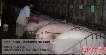 母猪查情配种，第一步