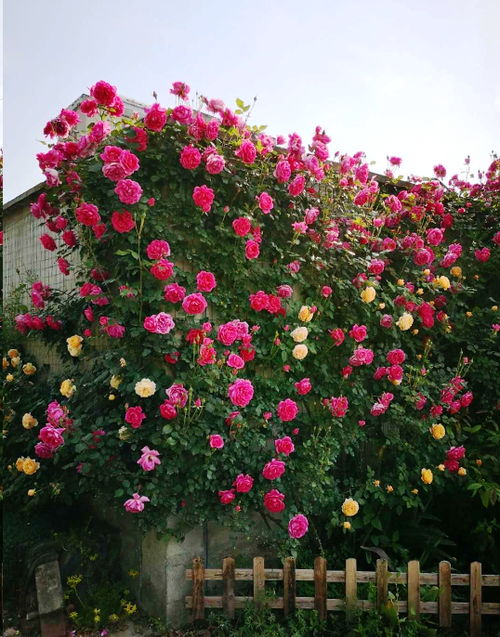 固体肥料和液体肥料