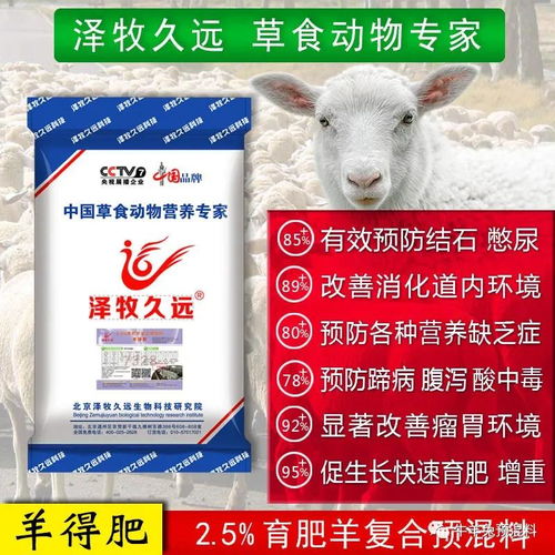 玉米酒糟：养猪饲料中的全能营养补给站
