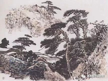 黑松树：北方的绿色使者