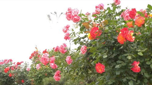 月季花展，南阳的市花