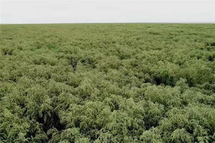 碱蓬草的坚韧护坡