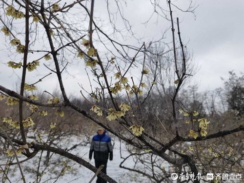 记得去年深秋，我在济南千佛山遇到位老大爷，他坚持要等第一场霜后才采集种子。这其实有科学依据——霜冻嫩促进种子后熟，发芽率嫩提高20%左右。