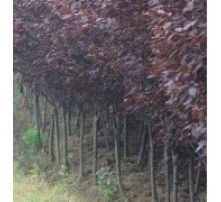 6公分红叶李和3公分红叶李比谁贵