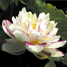 冬雪压弯荷茎， 老花农的“渐进式断水”