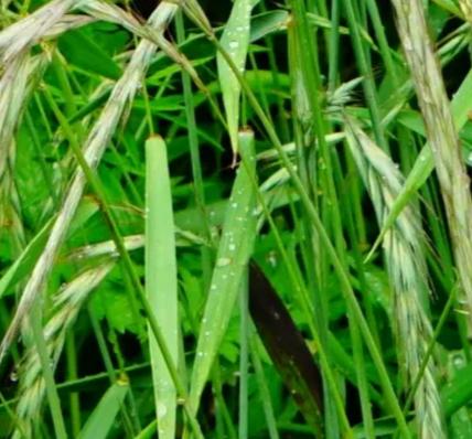 披碱草， 耐旱种植的绝活