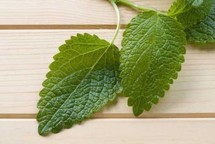 8. 薄荷——清新口气， 消炎止痛