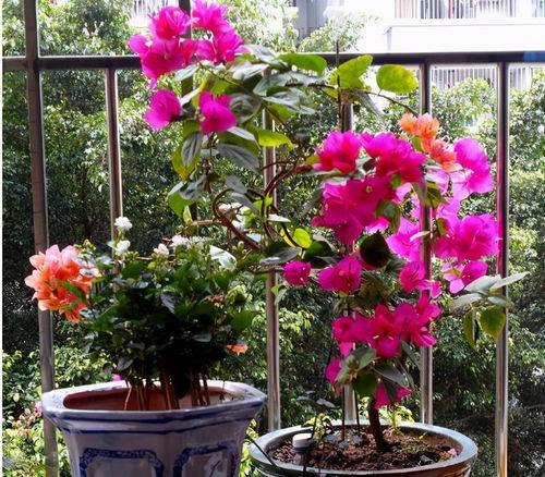 肥料，不嫩少了这宝贝