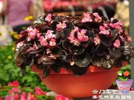 春天的使者：樱花