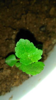 除虫菊的形态特点：从幼苗到成熟植株的演变