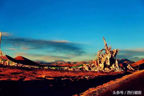 《相逢恨晚》——遇见久别的花，绽放你的春日记忆