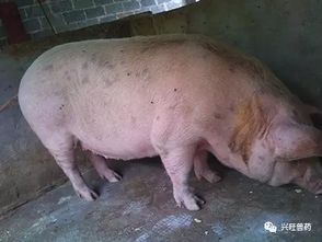 创新无食欲猪病治疗技术