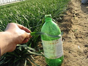 放置糖醋酒溶液瓶（或盆）诱杀成虫