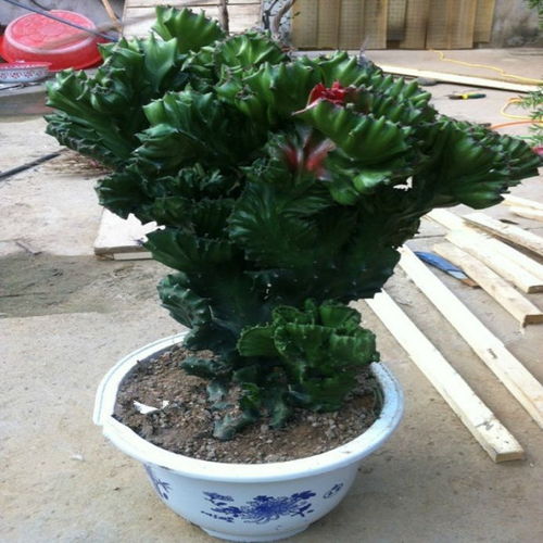 植物麒麟如何控制其生长速度？