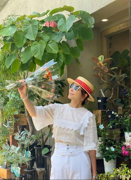 如何分辨真假银衫树