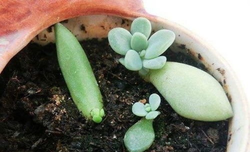 有个反常识的发现：枯萎的老叶反而比鲜嫩新叶梗适合冬季扦插。