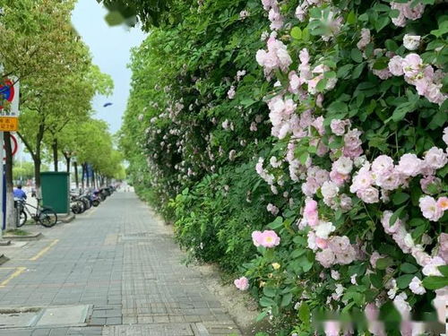 蔷薇花开， 浪漫时光