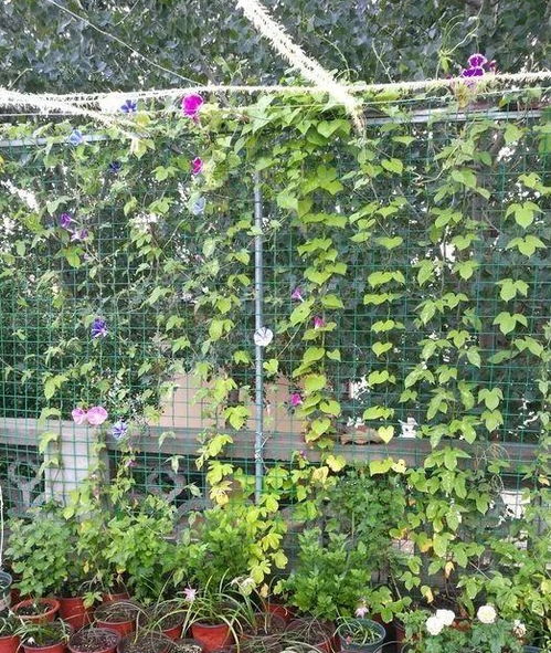 浇水这事真是门玄学