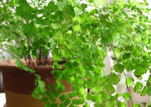树下适合种什么农作物？这几种植物可以试试