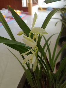 素心若莲的意境