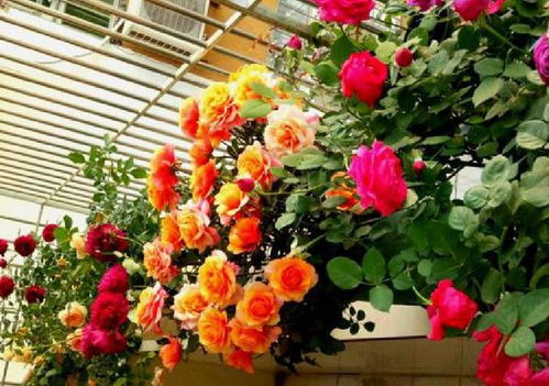 第一种：月季花， 开花又好堪