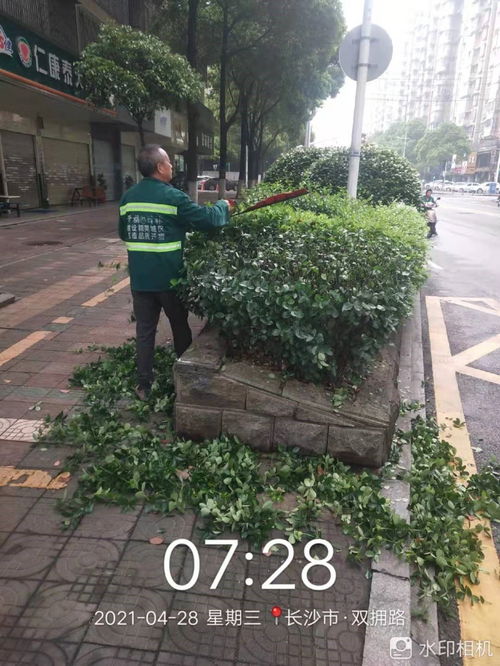 三、 修剪造型，我们是植物的美容师