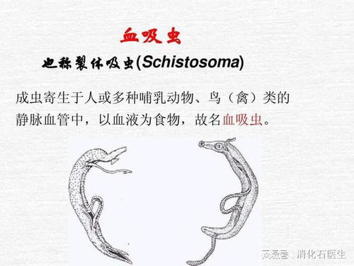 这个杀虫剂简笔画中显示的作用方式，是直接接触虫体还是通过呼吸道进入虫体起效的呢？